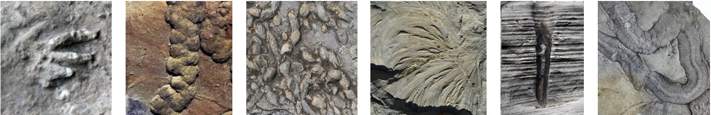 Brachiopods Banner